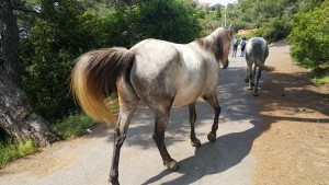  Los caballos libres de la isla (Fotografía Serpil Bozkurt)